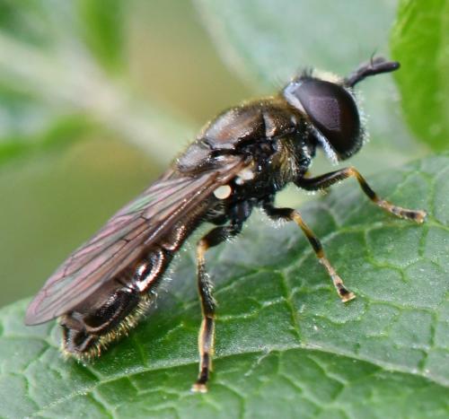 Pipizella sp.